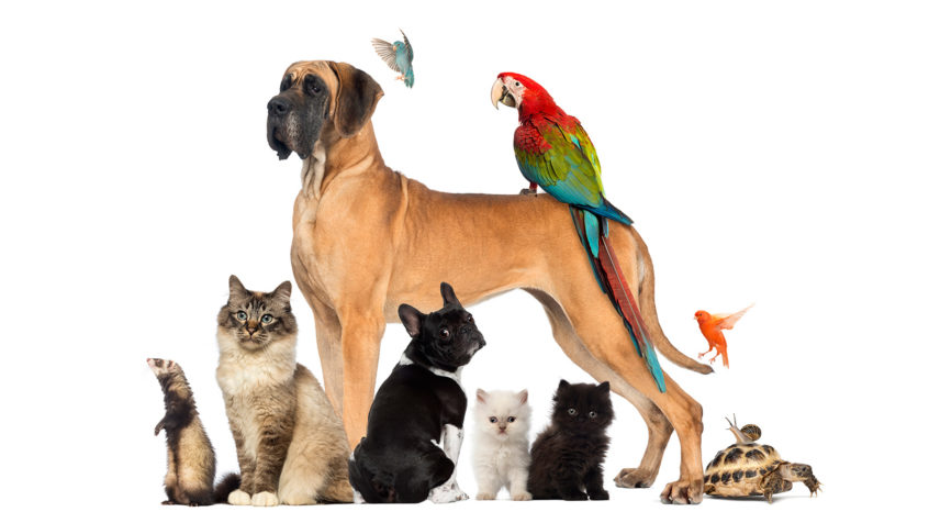 Pet Policy California Leasing (Santa Clarita/San Fernando)