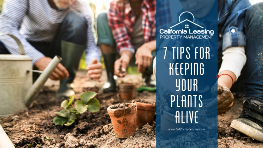 check out these 7 tips for keeping your plants alive