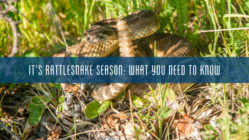image with rattlesnake and blog image title It's Rattlesnake Season: What You Need to Know